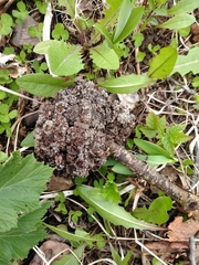 Aceria parapopuli