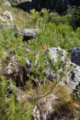 Serruria acrocarpa