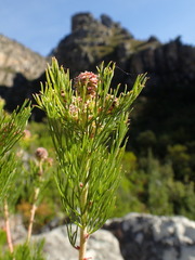 Serruria acrocarpa