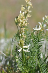 Astragalus reventiformis