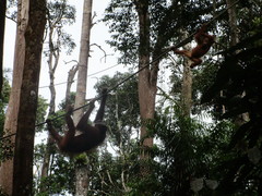 Pongo pygmaeus pygmaeus