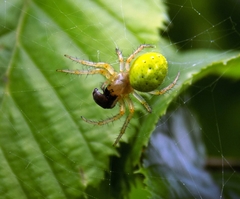 Araniella cucurbitina