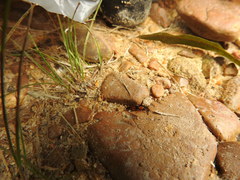 Languria trifasciata