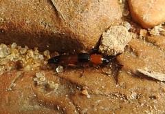 Languria trifasciata