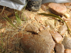 Languria trifasciata