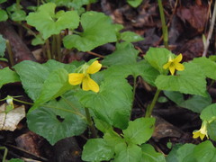Viola pubescens