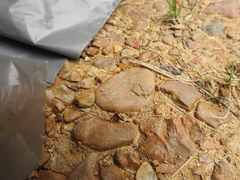 Languria trifasciata