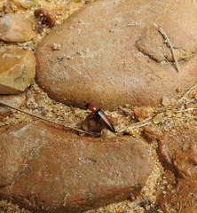 Languria trifasciata