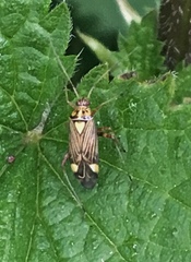 Rhabdomiris striatellus