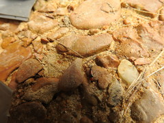 Languria trifasciata