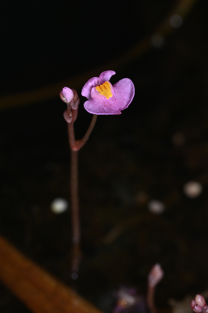 Utricularia hydrocarpa