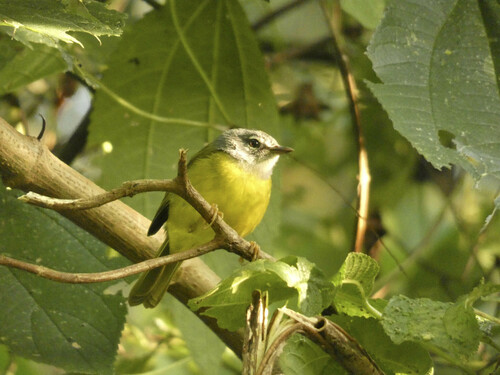 White-lored Warbler (Myiothlypis conspicillata), photo 8