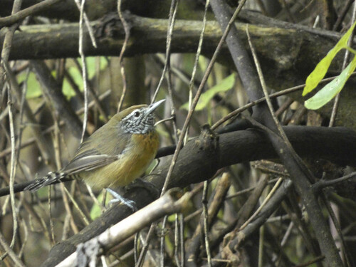Rufous-breasted Wren (Pheugopedius rutilus), photo 7