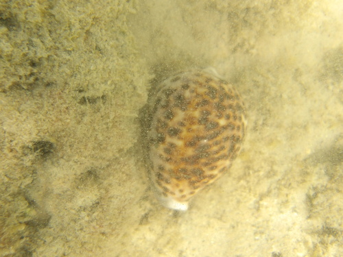 Cypraea tigris observed 2024-06-13