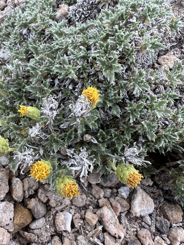 Haplopappus nuttallii