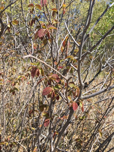 photo of American Hazelnut (Corylus americana)