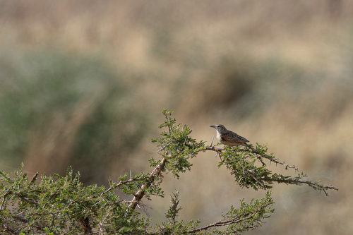 Kidepo Lark (Corypha kidepoensis), photo 2