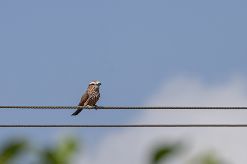 Purple Roller
