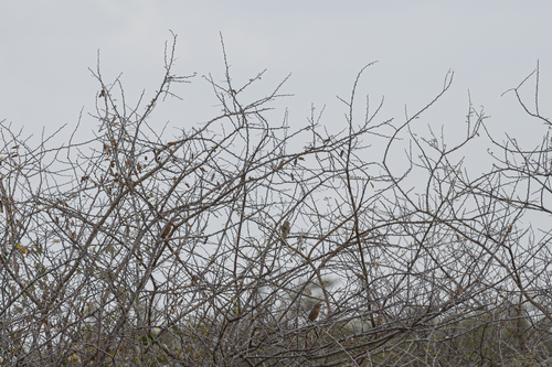 Rufous Chatterer (Argya rubiginosa), photo 8