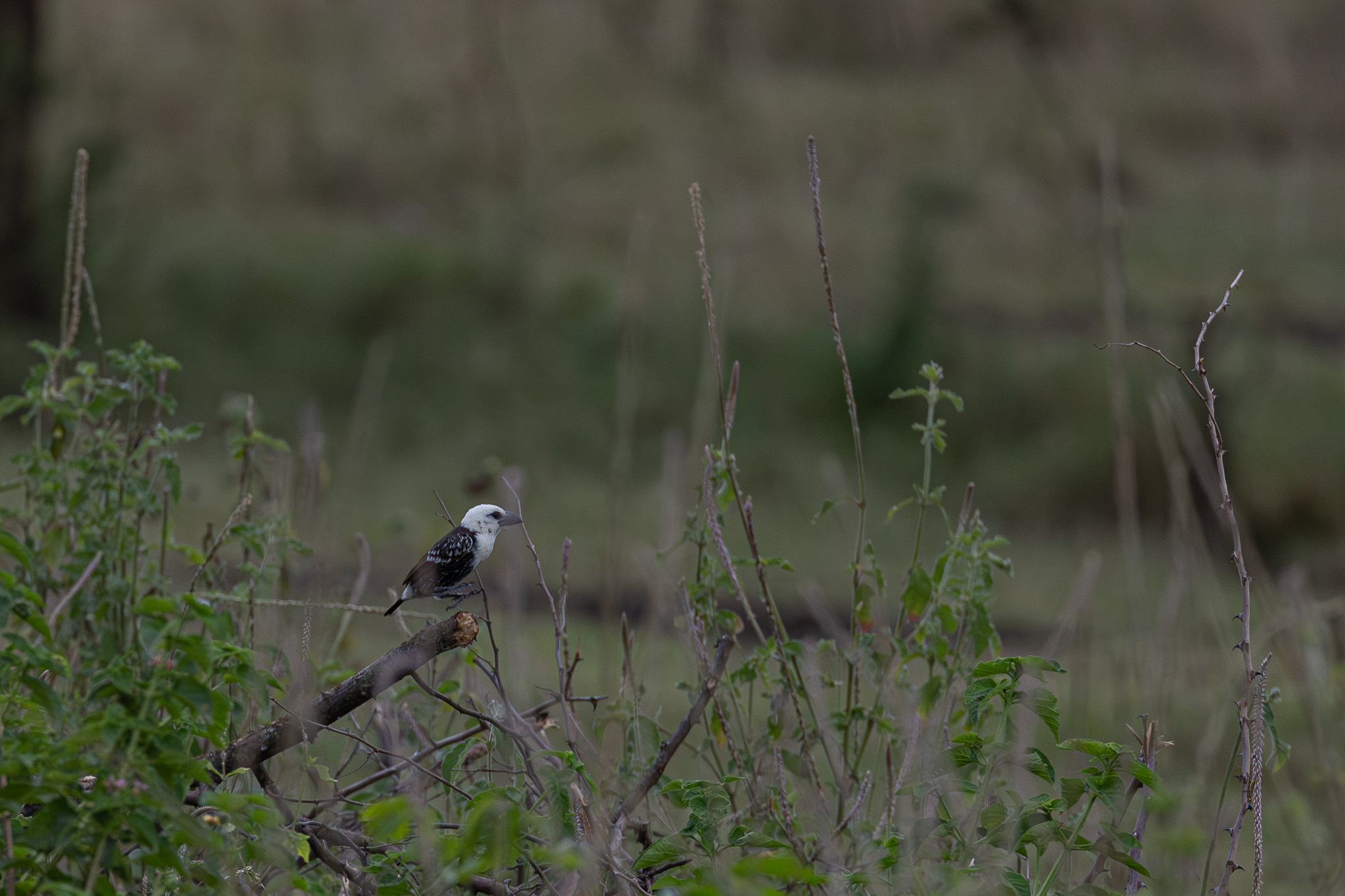 White-headed Barbet (Lybius leucocephalus), photo 2