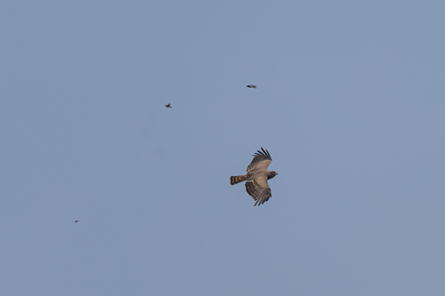 Beaudouin's Snake Eagle (Circaetus beaudouini), photo 8