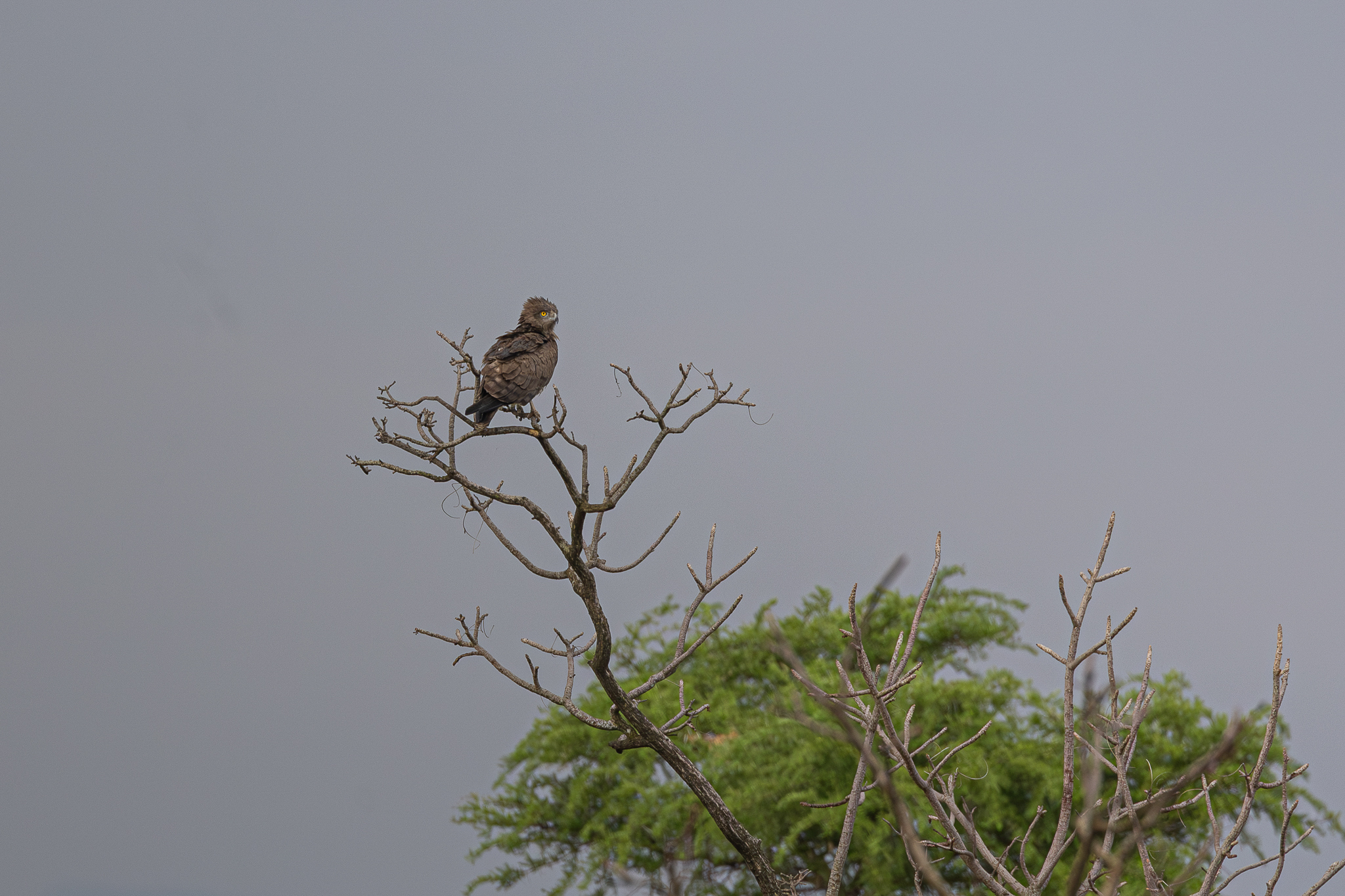 Beaudouin's Snake Eagle (Circaetus beaudouini), photo 3
