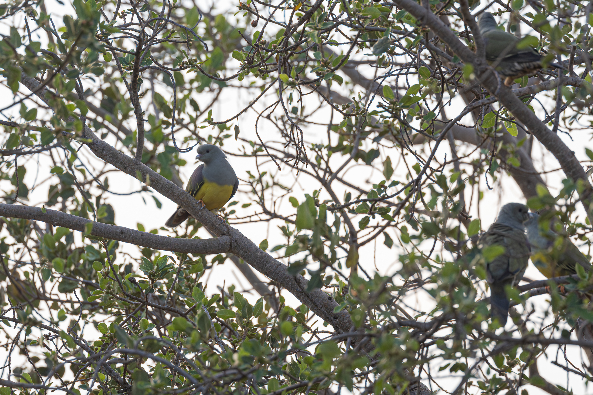 Bruce's Green-Pigeon illustration