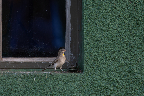 Yellow-spotted Bush Sparrow (Gymnoris pyrgita), photo 6