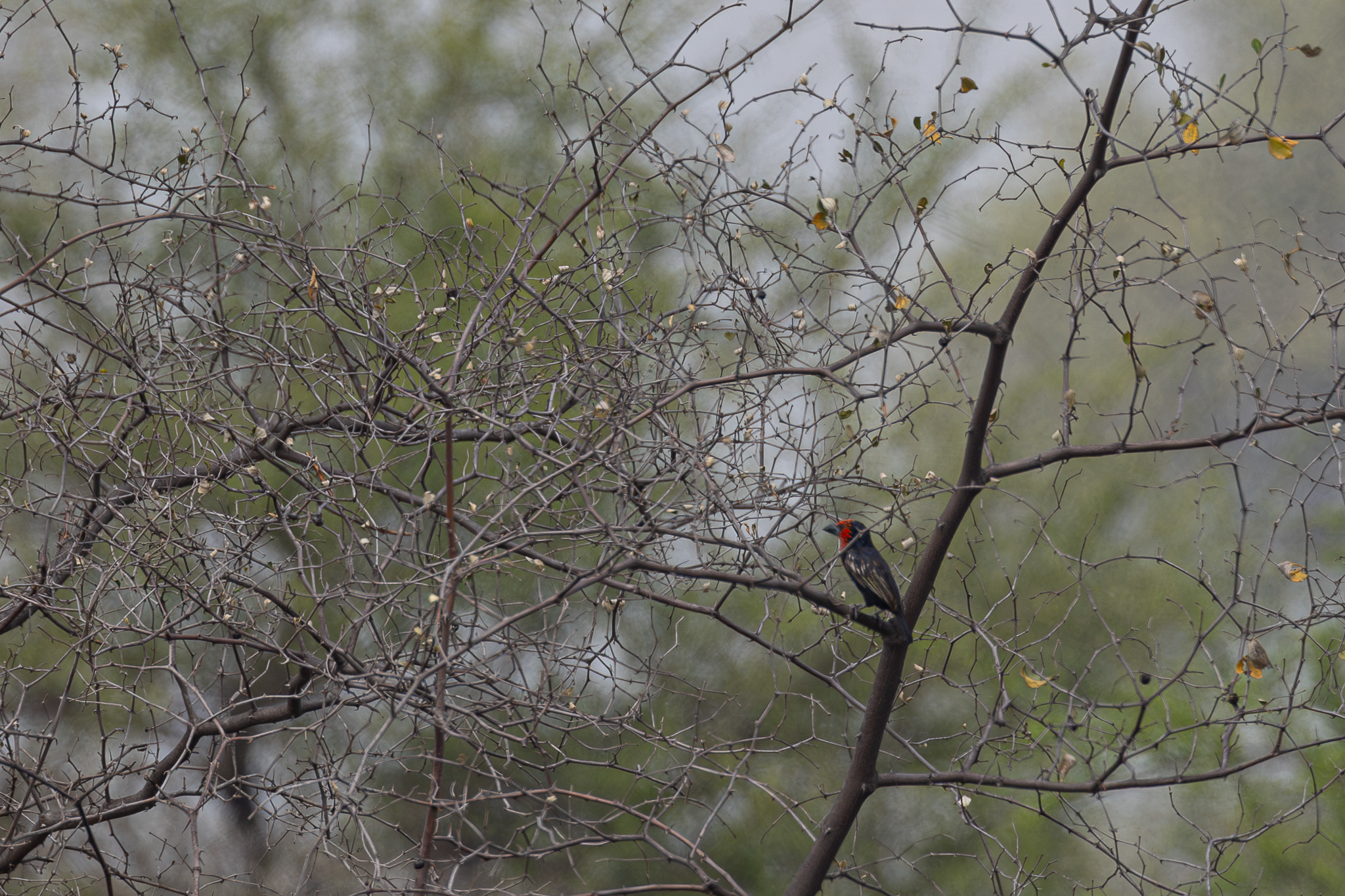 Black-billed Barbet (Lybius guifsobalito), photo 4