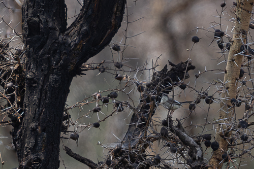 Karamoja Apalis (Apalis karamojae)
