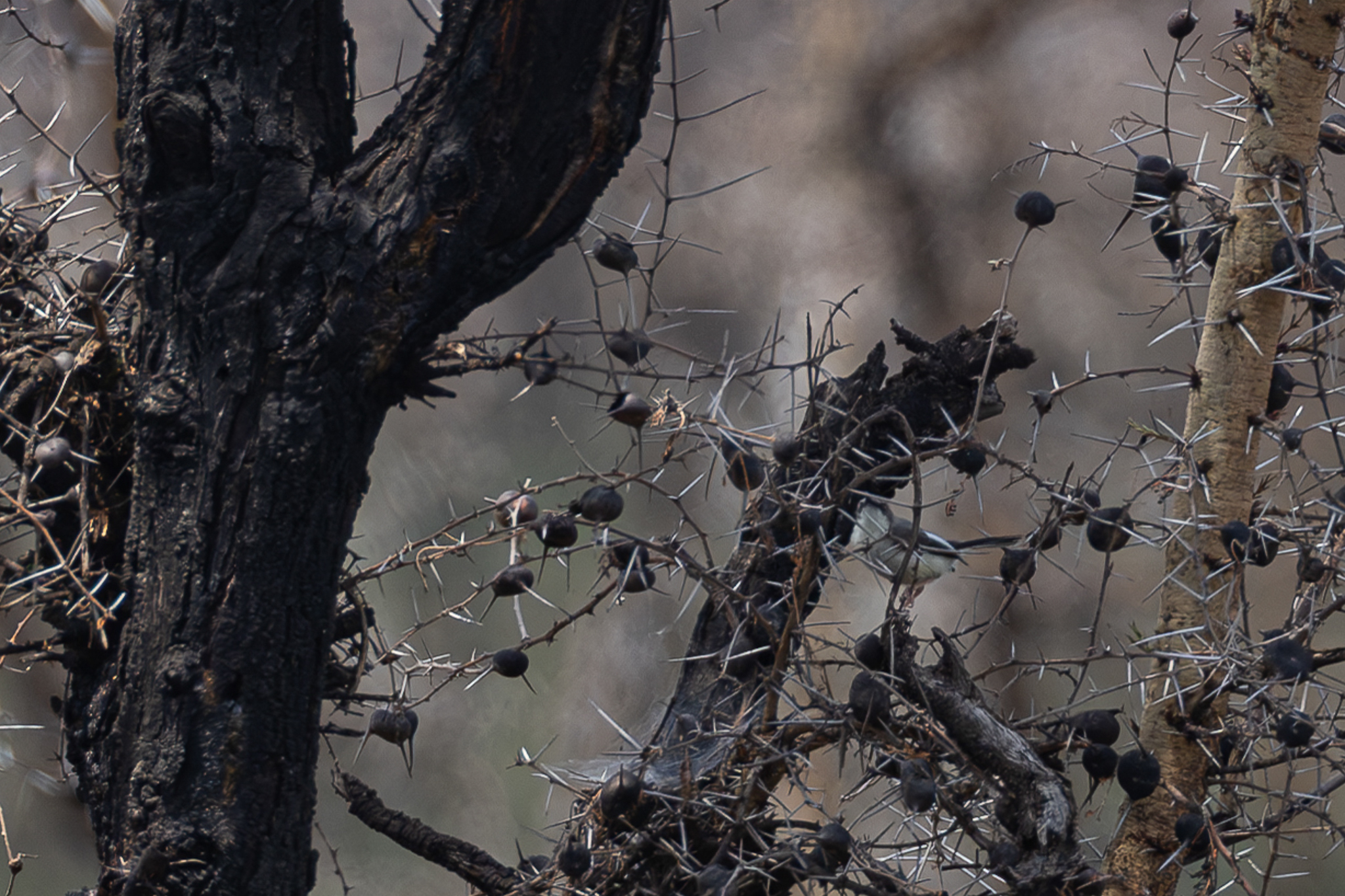 Karamoja Apalis (Apalis karamojae), photo 1