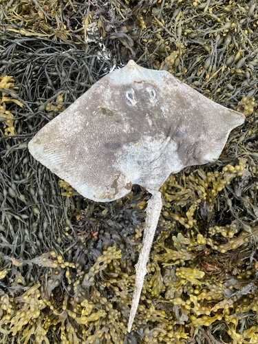 Stekelrog (Raja clavata) — Rajidae — 3