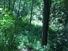 Poecile atricapillus