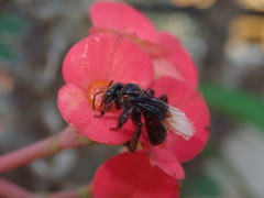 Homotrigona apicalis