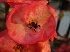 Homotrigona apicalis