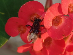 Homotrigona apicalis
