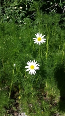 Matricaria