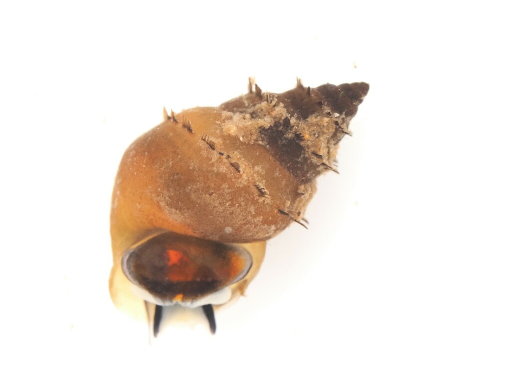 Tateidae