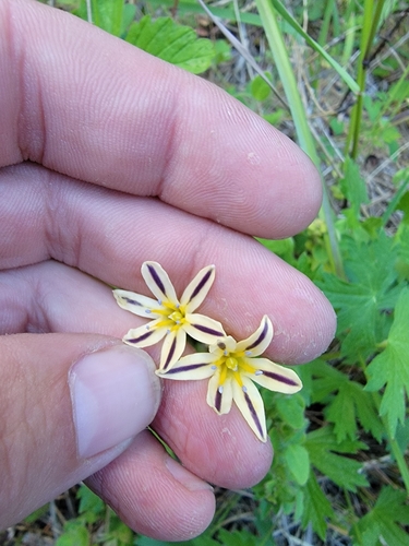 Image of Triteleia hendersonii by (c) Colin J Pryor, some rights reserved (CC BY)