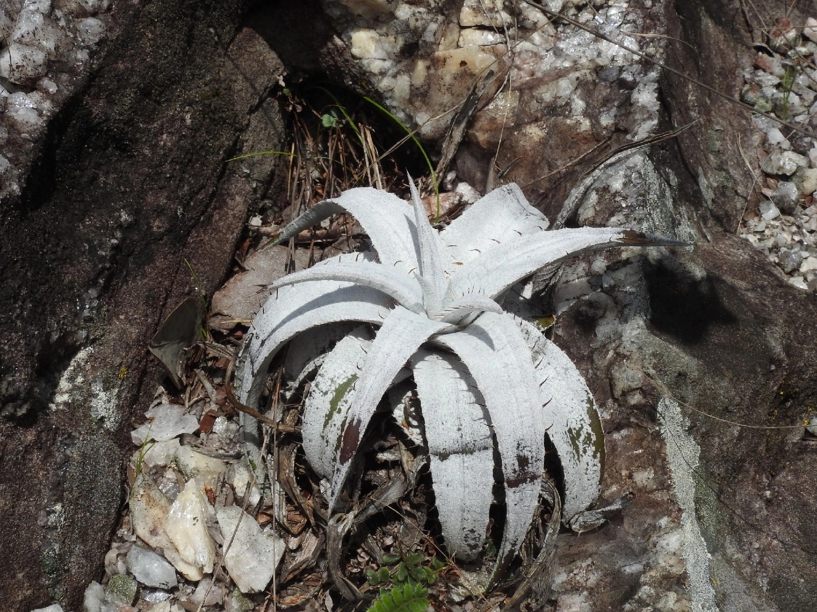 Genus Dyckia · iNaturalist