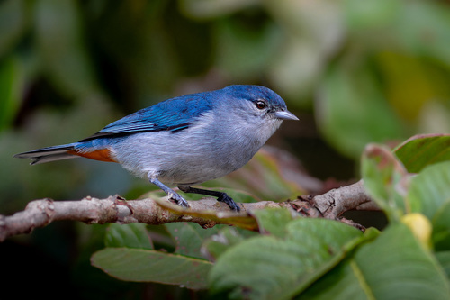 Chestnut-vented Conebill