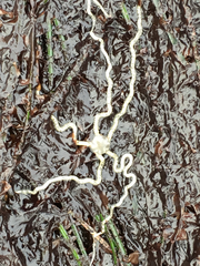 Amphiodia occidentalis