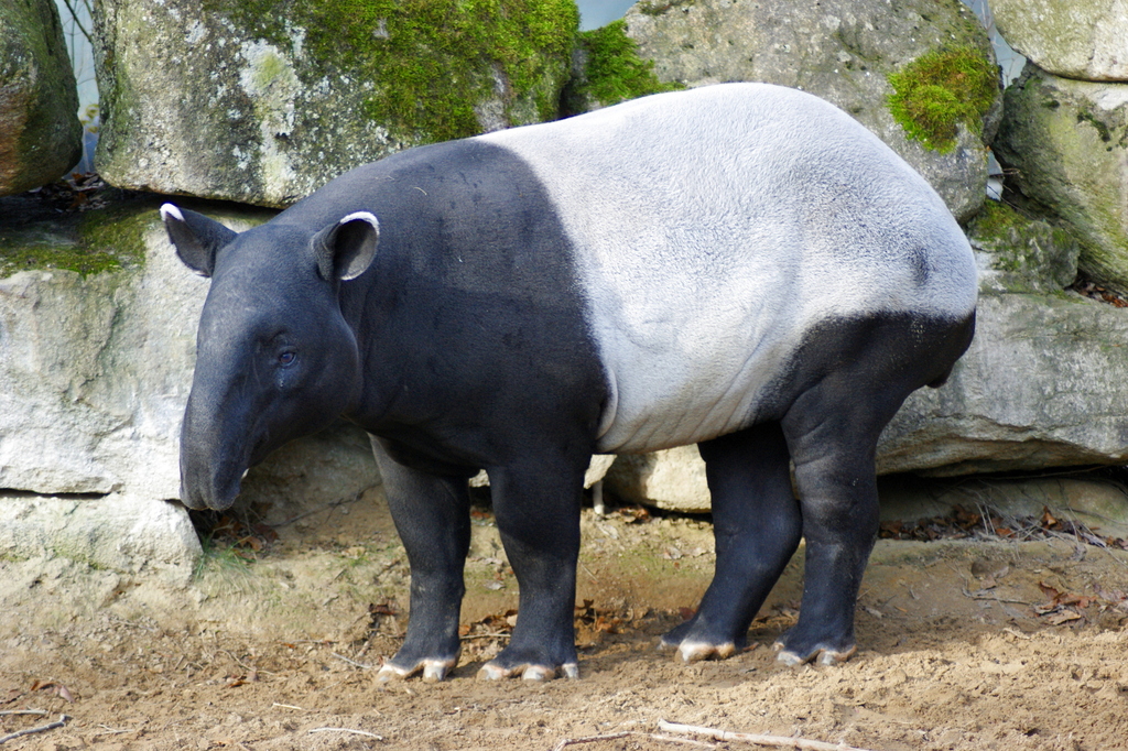 Asian tapir