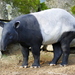 Malayan Tapir - Photo (c) Allie_Caulfield, some rights reserved (CC BY)
