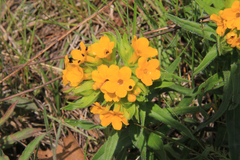 Lithospermum canescens