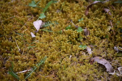 Rhytidiadelphus squarrosus