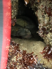 Cebidichthys violaceus