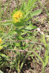 Lithospermum canescens