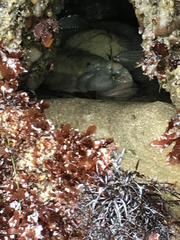 Cebidichthys violaceus