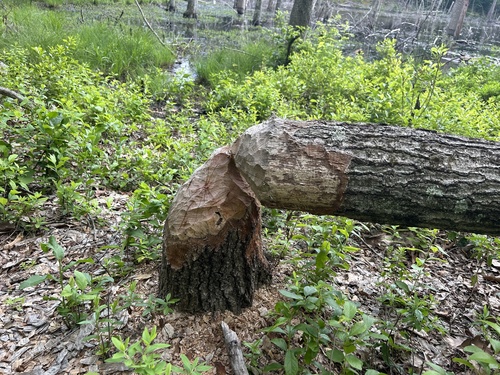 American Beaver photographed in Rhode Island